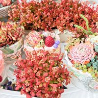 紅稚児,多肉の寄せ植え,苺シリーズの画像