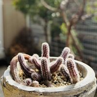 サボテン,白檀 紐サボテン,多肉植物,鉢植え,ネコ好きの画像