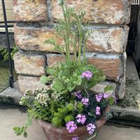 アリッサム,ラナンキュラス,リシマキア オーレア,モロッコナズナ,寄せ植えの画像