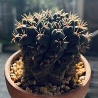 サボテン,緋花玉,多肉植物,鉢植え,ダイソーの画像