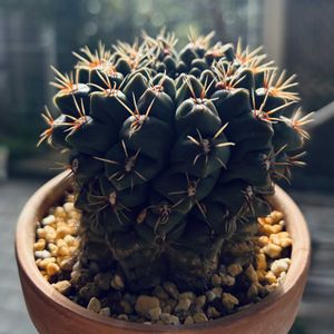 サボテン,緋花玉,多肉植物,鉢植え,ダイソーの画像