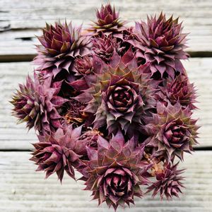 センペルビウム レッドビューティー,多肉植物,子株,鉢植え,ネコ好きの画像