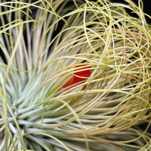 チランジア,アンドレアナ,成長記録,エアープランツ/チランジア,エアー プランツの画像