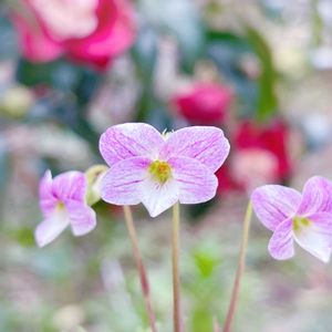 スミレ,フキカケスミレ,フキカケスミレ,日本スミレ,ガーデニングの画像