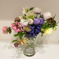 アネモネ,クリスマスローズ,ヒヤシンス,成長記録,花のある暮らしの画像