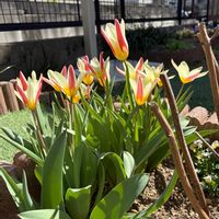チューリップ,原種チューリップ,庭の画像