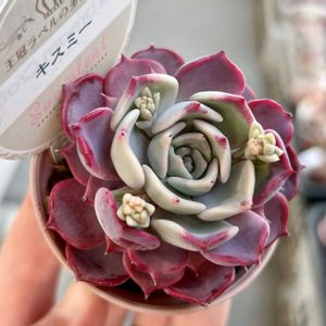 エケベリア,多肉植物,エケベリア属,多肉植物 エケベリア,ベランダ多肉の画像