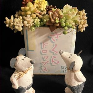 リメ缶,多肉寄せ植えの画像