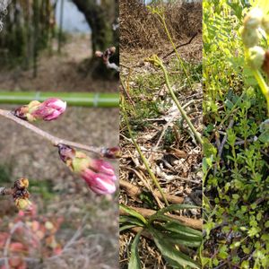 ワラビ,仕事場,植物のある暮らし,植中毒,さくら 桜 サクラの画像