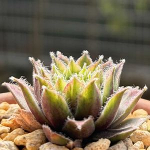 センペルビウム,多肉植物,鉢植え,ダイソー,ネコ好きの画像