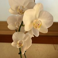 胡蝶蘭,可愛いい(^^),大好き,白い花の画像