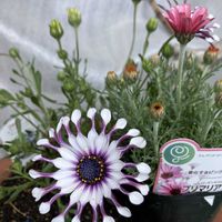 クレマチス,ブルーベリー,ローダンセマム,オステオスペルマム,アスチルベの画像