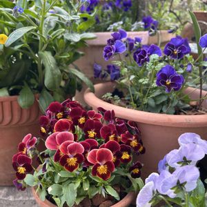 ワスレナグサ(わすれな草),寄せ植え,ビオラ・パンジー,今日の庭,3月の庭の画像