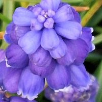 ツルニチニチソウ,ムスカリ,ラベンダー,ローズマリー,パンジーの画像