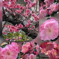 ウメ,ネメシア,パンジー・ビオラ,ユキヤナギ,ユキヤナギの画像