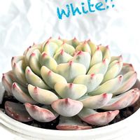 カンテ,オトンナ レトロルサ,オトンナ レトロルサ,エケベリア カンテ,エリオシケ・ナピナの画像