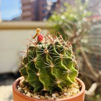 サボテン,竜王丸,セティスピヌス,多肉植物,鉢植えの画像