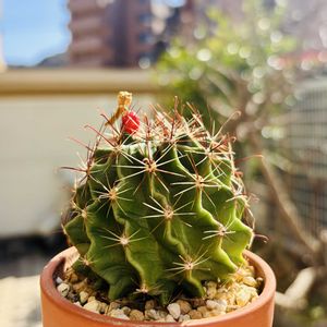 サボテン,竜王丸,セティスピヌス,多肉植物,鉢植えの画像