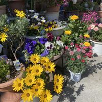 オステオスペルマムの画像