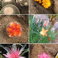 キツネノボタン,ハマダイコン,稲取の海,植物園,紫の花の画像