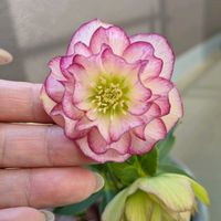 クリスマスローズ,クリスマスローズ・ダブル,おうち園芸,ベランダの画像