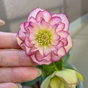 クリスマスローズ,クリスマスローズ・ダブル,おうち園芸,ベランダの画像