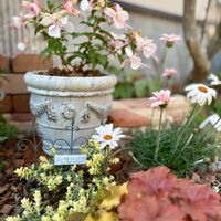 フクシア,ローダンセマム,ヒューケラ,ヘリクリサム,ヒューケラ キャラメルの画像