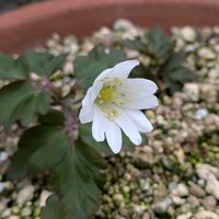 キクザキイチゲ,鉢植え,ガーデニング,山野草,多年草の画像