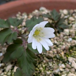 キクザキイチゲ,鉢植え,ガーデニング,山野草,多年草の画像