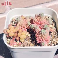 ジェットバース,ルベンス リザード,寄せ植え,多肉植物,多肉植物寄せ植えの画像