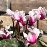 ガーデンシクラメン,ガーデンシクラメン白&ピンクの画像