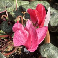 シクラメン,ガーデニング,球根植物,春の庭の画像