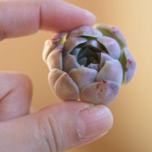 リトルコンチ,多肉植物,エケベリア属,植中毒,岩手県の画像