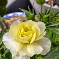 ネメシア,ラナンキュラス,小人さん,ベランダガーデン,癒しの画像