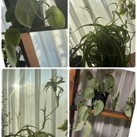 オリヅルラン,スキンダプサス,オリヅルラン ボニー,スキンダプサス・オルモストシルバー,三ツ星品質モニター。の画像