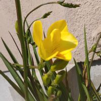 フリージア,リナリア,ビオラ　ラビットの画像