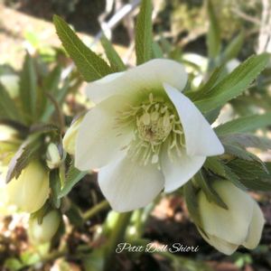 クリスマスローズ,ガーデニング,ナチュラルガーデン,可愛い,春の訪れの画像