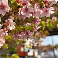 ガーベラ,はなにら,河津桜(かわづざくら),河津桜(かわづざくら),さくら 桜 サクラの画像