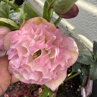 ストック,ビオラ,クリスマスロ－ズ,スカビオサ ブルーバルーン,フレンチラベンダー（ラヴェアンナ）の画像