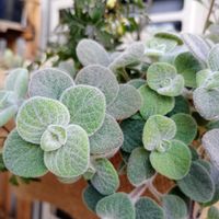 セダム 薄化粧,クレマチス ペトリエイ,オレガノ ディクタムナス,子持ち蓮華錦 鏡花,ベランダ植物の画像