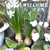 ヒヤシンス,ガーデンシクラメンの画像