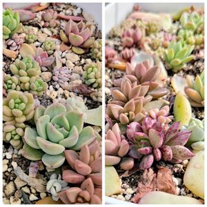 セダム,多肉植物,かわいい,エケベリア属,ベランダの画像