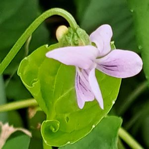 今の楽しみ,ベランダの画像