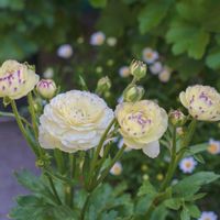 ラナンキュラス,ラナンキュラスラックス,ラナンキュラスラックス ペネロペの画像