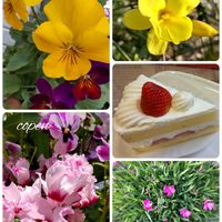 ガーデンシクラメン,小さな幸せ♡,ピンクワールドへ ようこそ,花友さんに感謝♡,こぺんちゃん通信の画像