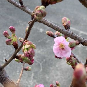 ウメ,サクラ,梅の花,陽光桜,さくら サクラ 桜の画像