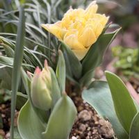 クロッカス,チューリップ,チューリップ,ムスカリ,八重咲きチューリップの画像