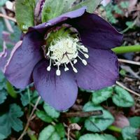 クリスマスローズ,レンテン・ローズ,地植え,実生,種からの画像