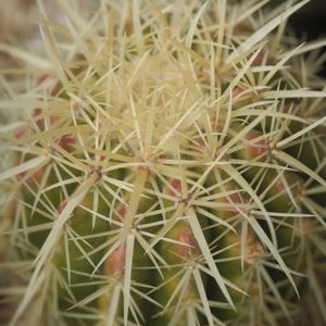 ハオルチア,多肉植物,観葉植物,塊根植物,サボテン科の画像