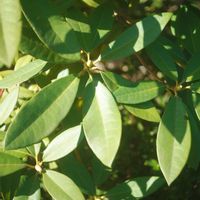 ハオルチア,多肉植物,観葉植物,塊根植物,サボテン科の画像